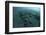 Corals Encroach on a Black Sand Slope in Komodo National Park, Indonesia-Stocktrek Images-Framed Photographic Print