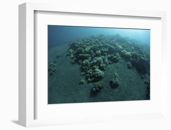 Corals Encroach on a Black Sand Slope in Komodo National Park, Indonesia-Stocktrek Images-Framed Photographic Print