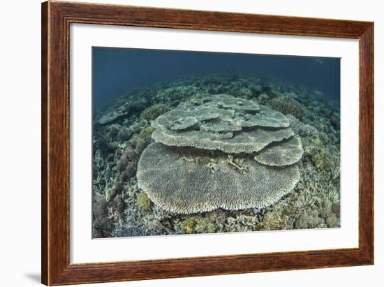 Corals Grow on a Shallow Reef in Indonesia-Stocktrek Images-Framed Photographic Print