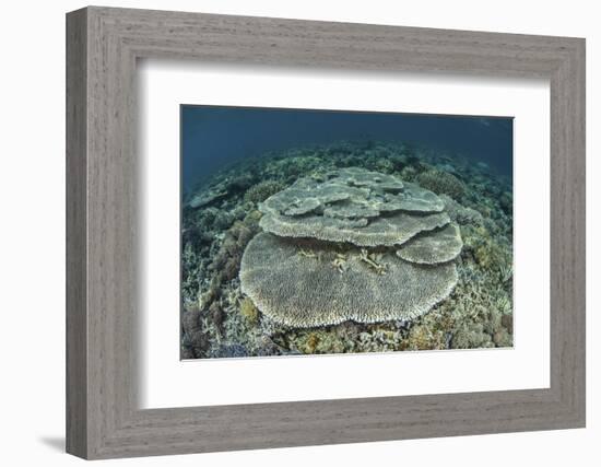 Corals Grow on a Shallow Reef in Indonesia-Stocktrek Images-Framed Photographic Print