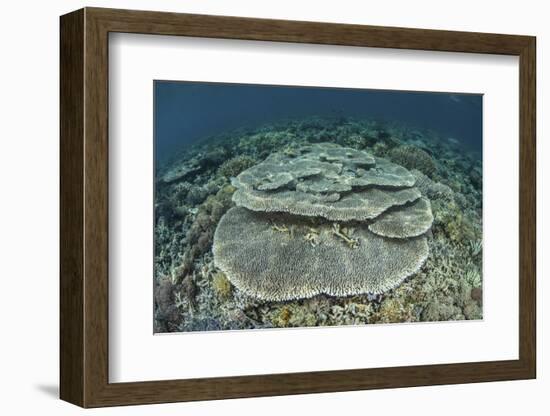 Corals Grow on a Shallow Reef in Indonesia-Stocktrek Images-Framed Photographic Print