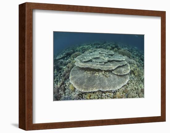 Corals Grow on a Shallow Reef in Indonesia-Stocktrek Images-Framed Photographic Print