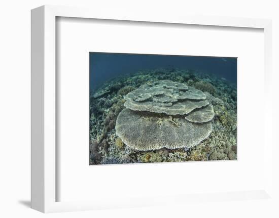 Corals Grow on a Shallow Reef in Indonesia-Stocktrek Images-Framed Photographic Print