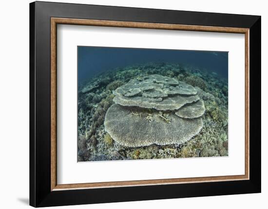 Corals Grow on a Shallow Reef in Indonesia-Stocktrek Images-Framed Photographic Print