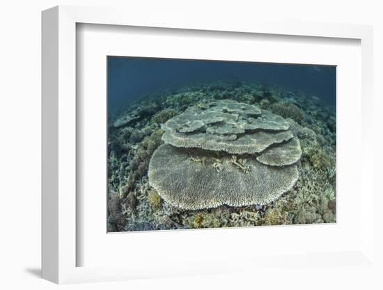 Corals Grow on a Shallow Reef in Indonesia-Stocktrek Images-Framed Photographic Print