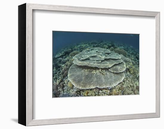 Corals Grow on a Shallow Reef in Indonesia-Stocktrek Images-Framed Photographic Print