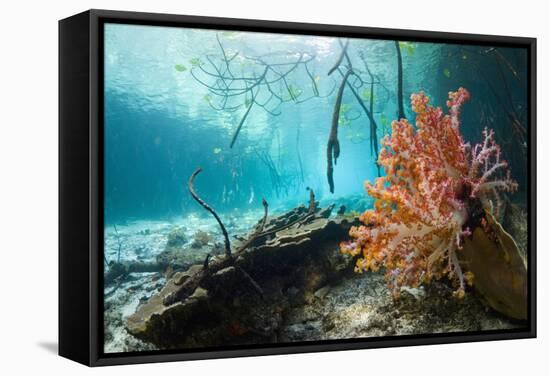 Corals In a Mangrove Swamp-Georgette Douwma-Framed Premier Image Canvas