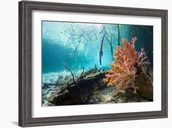 Corals In a Mangrove Swamp-Georgette Douwma-Framed Photographic Print