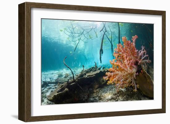 Corals In a Mangrove Swamp-Georgette Douwma-Framed Photographic Print