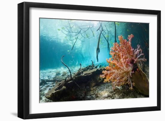 Corals In a Mangrove Swamp-Georgette Douwma-Framed Photographic Print