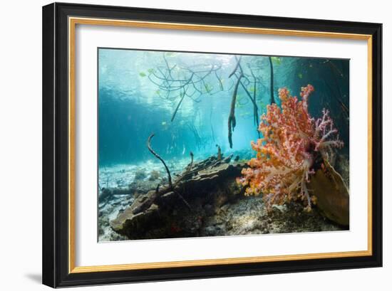 Corals In a Mangrove Swamp-Georgette Douwma-Framed Photographic Print