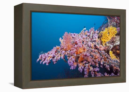 Corals in the Bug of the Japanese Wreck 2, Marovo Lagoon, the Solomon Islands-Reinhard Dirscherl-Framed Premier Image Canvas