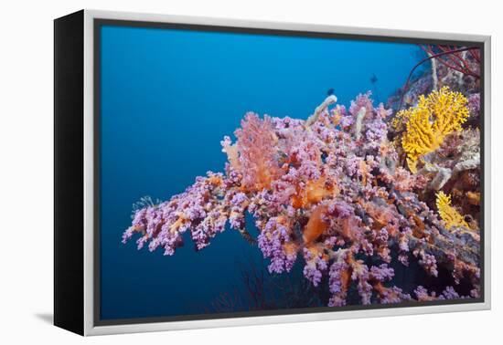 Corals in the Bug of the Japanese Wreck 2, Marovo Lagoon, the Solomon Islands-Reinhard Dirscherl-Framed Premier Image Canvas