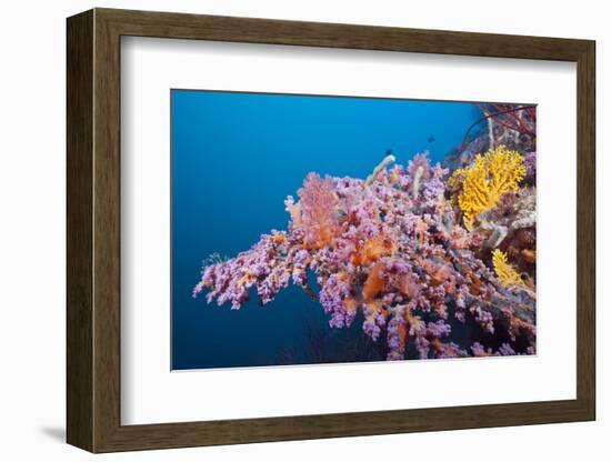 Corals in the Bug of the Japanese Wreck 2, Marovo Lagoon, the Solomon Islands-Reinhard Dirscherl-Framed Photographic Print