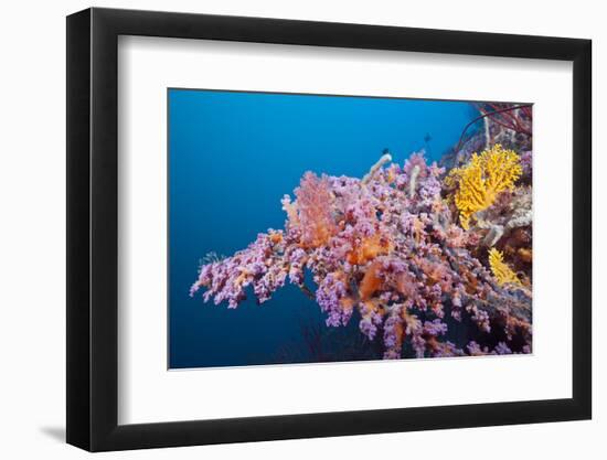 Corals in the Bug of the Japanese Wreck 2, Marovo Lagoon, the Solomon Islands-Reinhard Dirscherl-Framed Photographic Print