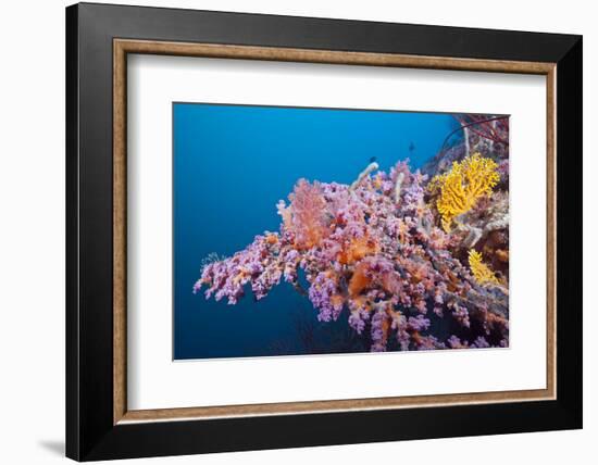 Corals in the Bug of the Japanese Wreck 2, Marovo Lagoon, the Solomon Islands-Reinhard Dirscherl-Framed Photographic Print