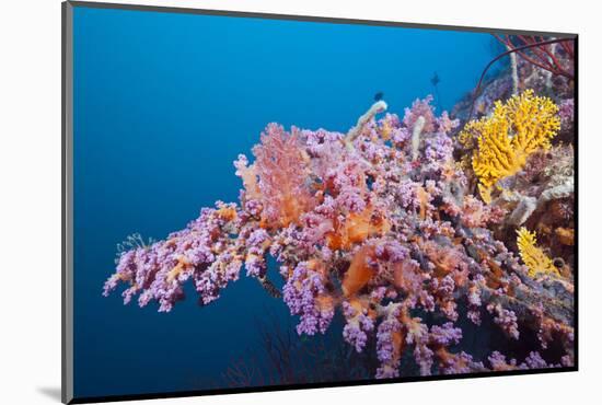 Corals in the Bug of the Japanese Wreck 2, Marovo Lagoon, the Solomon Islands-Reinhard Dirscherl-Mounted Photographic Print