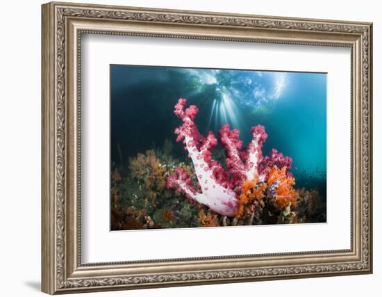 Corals in the Level Mangrove Range, Raja Ampat, West Papua, Indonesia-Reinhard Dirscherl-Framed Photographic Print
