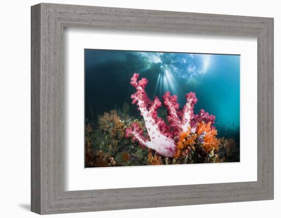 Corals in the Level Mangrove Range, Raja Ampat, West Papua, Indonesia-Reinhard Dirscherl-Framed Photographic Print