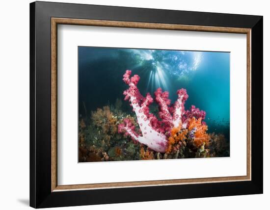 Corals in the Level Mangrove Range, Raja Ampat, West Papua, Indonesia-Reinhard Dirscherl-Framed Photographic Print