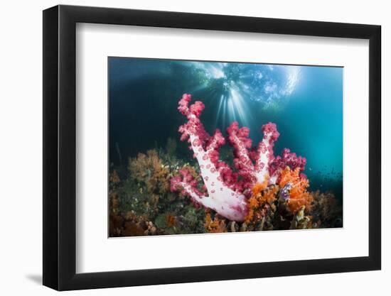 Corals in the Level Mangrove Range, Raja Ampat, West Papua, Indonesia-Reinhard Dirscherl-Framed Photographic Print