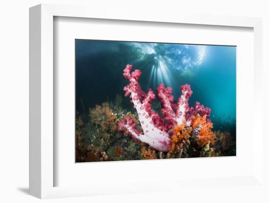 Corals in the Level Mangrove Range, Raja Ampat, West Papua, Indonesia-Reinhard Dirscherl-Framed Photographic Print