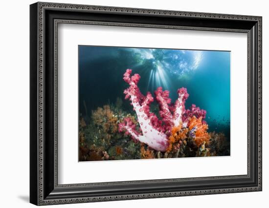 Corals in the Level Mangrove Range, Raja Ampat, West Papua, Indonesia-Reinhard Dirscherl-Framed Photographic Print