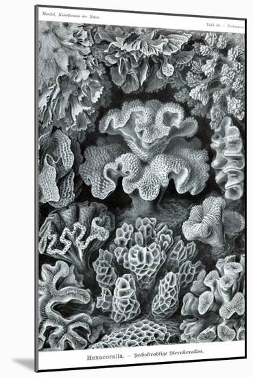 Corals-Ernst Haeckel-Mounted Art Print