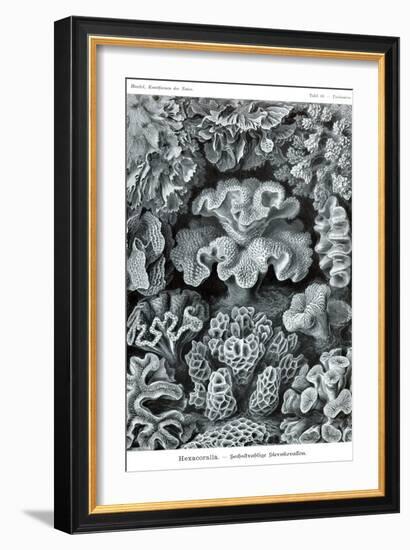 Corals-Ernst Haeckel-Framed Art Print