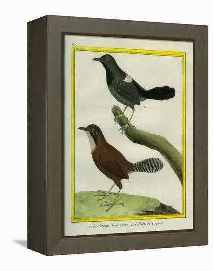 Coraya Wren and Black-Throated Antbird-Georges-Louis Buffon-Framed Premier Image Canvas