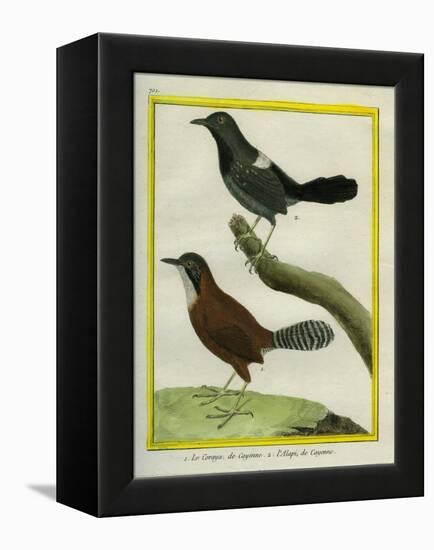 Coraya Wren and Black-Throated Antbird-Georges-Louis Buffon-Framed Premier Image Canvas