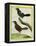 Coraya Wren and Black-Throated Antbird-Georges-Louis Buffon-Framed Premier Image Canvas