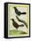 Coraya Wren and Black-Throated Antbird-Georges-Louis Buffon-Framed Premier Image Canvas