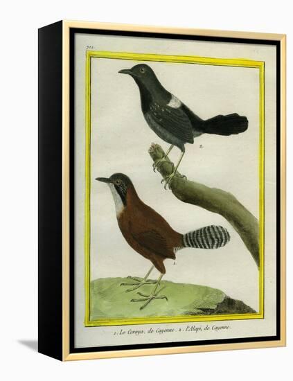 Coraya Wren and Black-Throated Antbird-Georges-Louis Buffon-Framed Premier Image Canvas