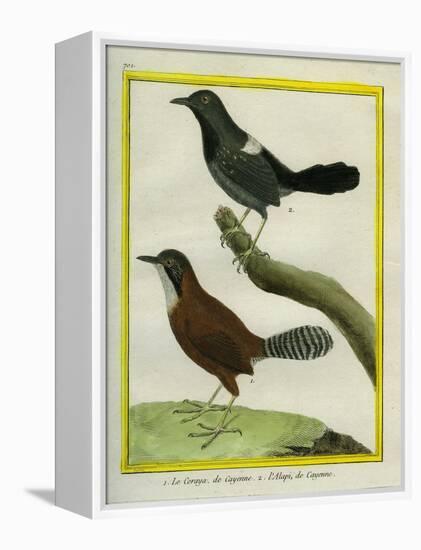 Coraya Wren and Black-Throated Antbird-Georges-Louis Buffon-Framed Premier Image Canvas