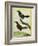 Coraya Wren and Black-Throated Antbird-Georges-Louis Buffon-Framed Giclee Print