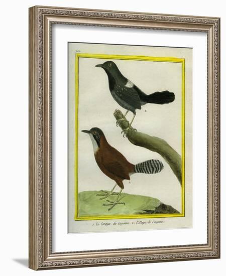 Coraya Wren and Black-Throated Antbird-Georges-Louis Buffon-Framed Giclee Print