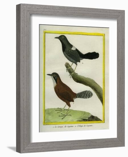 Coraya Wren and Black-Throated Antbird-Georges-Louis Buffon-Framed Giclee Print