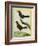 Coraya Wren and Black-Throated Antbird-Georges-Louis Buffon-Framed Giclee Print