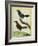 Coraya Wren and Black-Throated Antbird-Georges-Louis Buffon-Framed Giclee Print