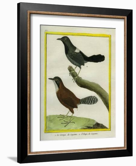 Coraya Wren and Black-Throated Antbird-Georges-Louis Buffon-Framed Giclee Print