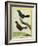 Coraya Wren and Black-Throated Antbird-Georges-Louis Buffon-Framed Giclee Print