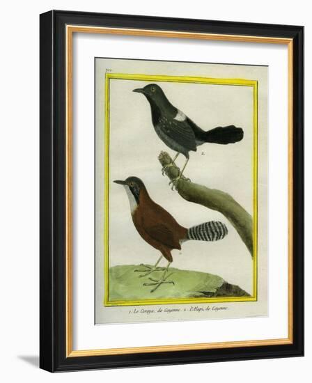 Coraya Wren and Black-Throated Antbird-Georges-Louis Buffon-Framed Giclee Print