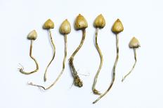 Magic Mushrooms (Psilocybe Semilanceata)-Cordelia Molloy-Photographic Print