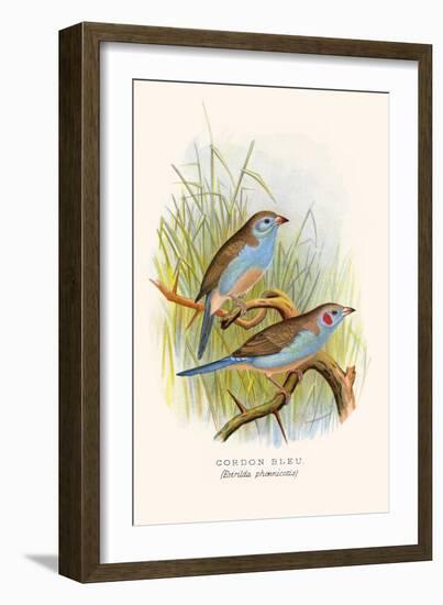 Cordon Bleu or Crimson Eared Waxbill-F.w. Frohawk-Framed Art Print