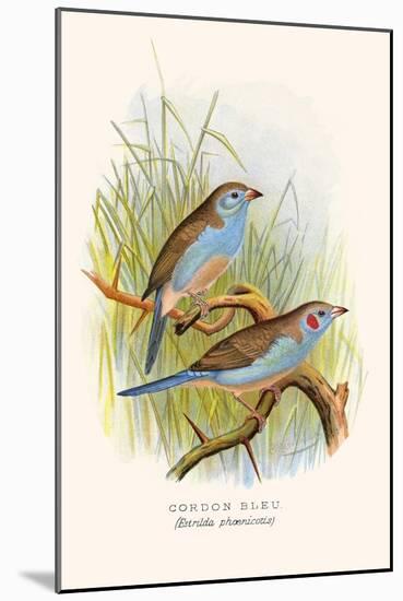 Cordon Bleu or Crimson Eared Waxbill-F.w. Frohawk-Mounted Art Print