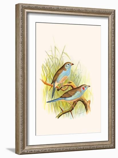 Cordon Bleu or Crimson Eared Waxbill-F.w. Frohawk-Framed Art Print