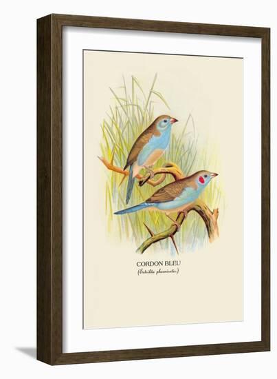 Cordon Bleu-Arthur G. Butler-Framed Art Print