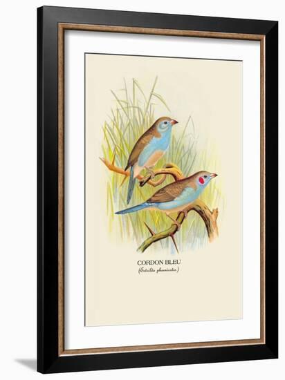 Cordon Bleu-Arthur G. Butler-Framed Art Print