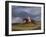 Corduroy', a Bay Racehorse, with a Jockey Up, Galloping on a Racecourse-John Frederick Herring I-Framed Giclee Print